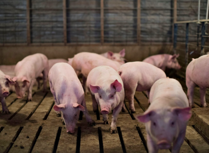 Giá heo hơi hôm nay 16/2/2025 tăng nhẹ ba miền