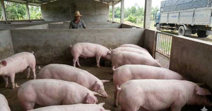 Giá Heo Hơi Hôm Naym10/2/2026: Cập Nhật & Phân Tích Thị Trường