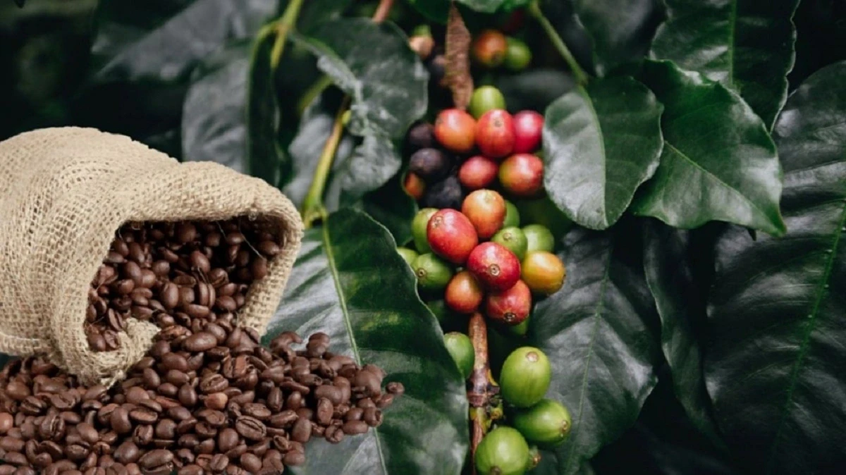 Giá cà phê hôm nay 25/2/2026: Sắc đỏ bao trùm, triển vọng nguồn cung và thuế quan Mỹ tác động