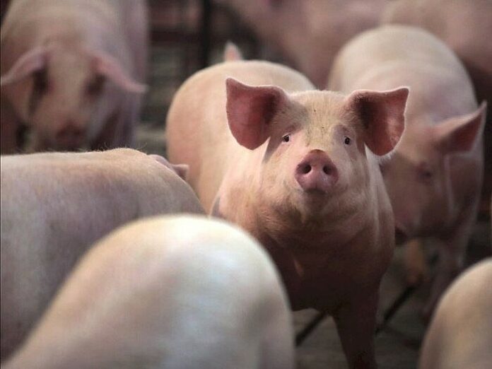 Giá Heo Hơi Hôm Nay 22/2/2026: Dự Báo Xu Hướng Sau Cao Điểm Tết