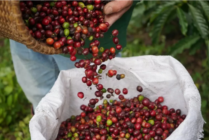 Giá cà phê và hồ tiêu ngày 27/2/2026: Tăng - giảm trái chiều