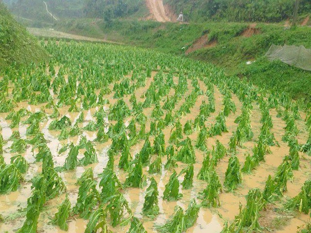 Mưa đá làm hỏng hoa màu của người dân ở Cao Bằng.