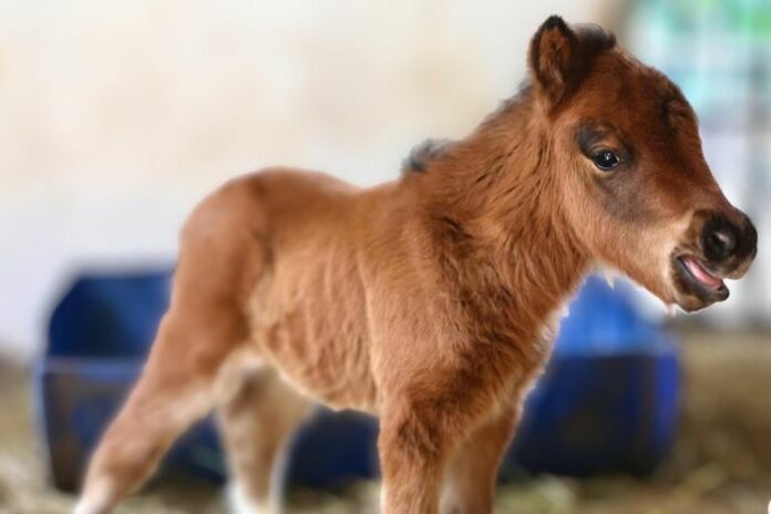 Chào đón Cacao: Ngựa lùn đáng yêu đốn tim cư dân Sài Gòn