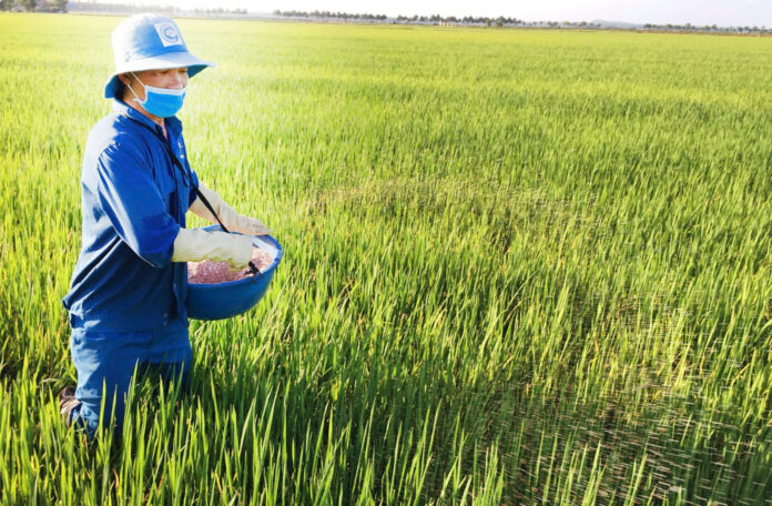 Giá lúa gạo hôm nay 1/3/2026: Thị trường ổn định, giao dịch trầm lắng