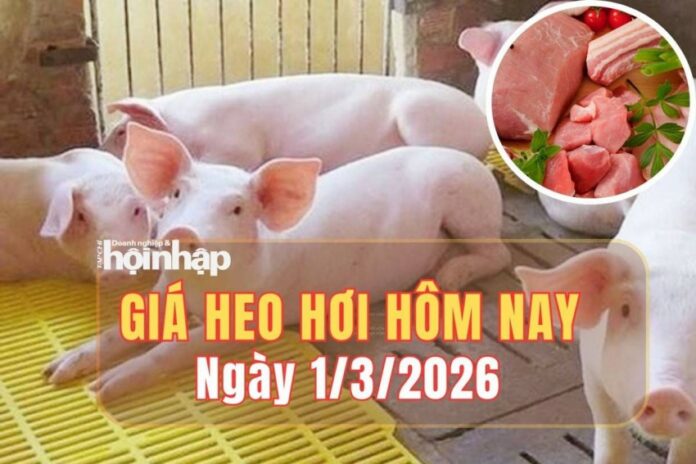 Giá heo hơi 1/3/2026: Thị trường ổn định, vững vàng trước những biến động