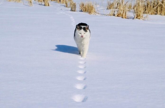 Bí Ẩn Dấu Chân Mèo Trên Tuyết: 2 Hay 4 Chân?