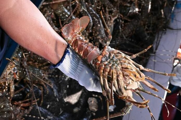 Tôm Hùm Việt Nam Thăng Hoa: Kim Ngạch Xuất Khẩu 