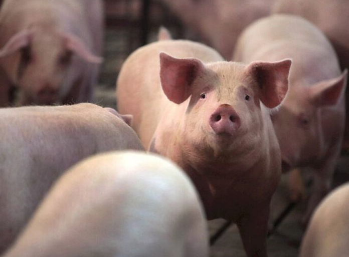 Giá heo hơi 24/3/2026: Chuyện gì đang xảy ra với thị trường?