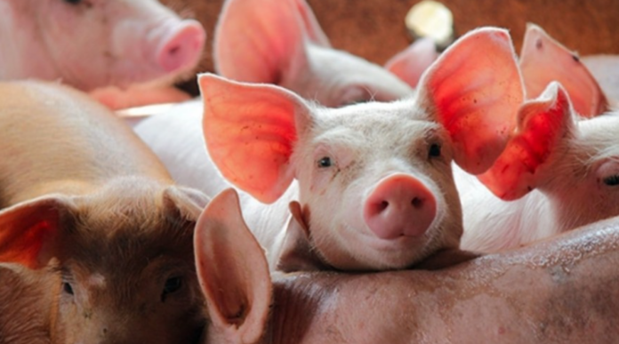 Giá Heo Hơi Hôm Nay 25/3/2026: Biến Động Khắp Ba Miền, Bạn Cần Biết Gì?