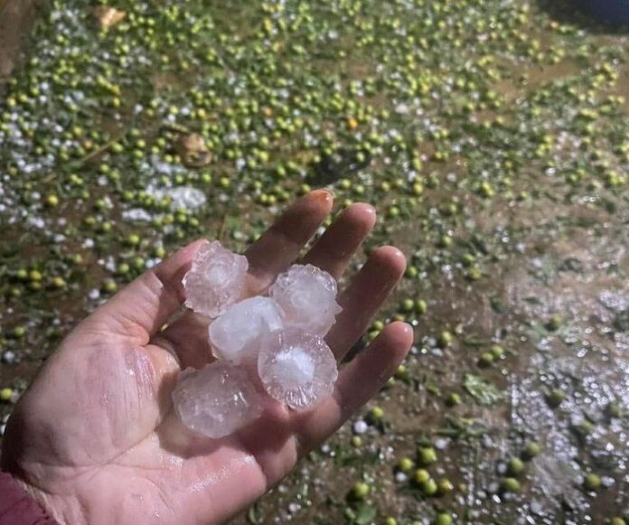 Sơn La gồng mình sau cơn bão đá: Nỗi lo mất trắng mùa quả chín