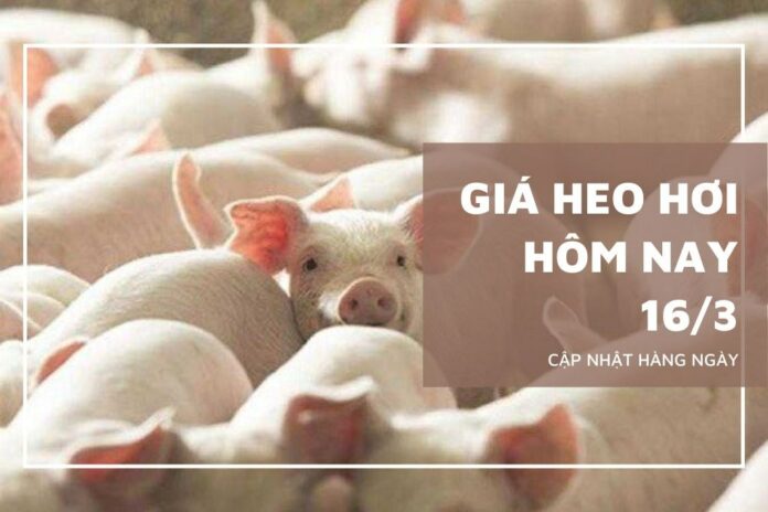 Giá Heo Hơi Hôm Nay 16/3/2026: Ổn Định Hay Có Biến Động Bất Ngờ?