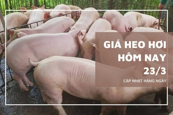 Giá heo hơi hôm nay 23/3/2026: Biến động ba miền và dự báo