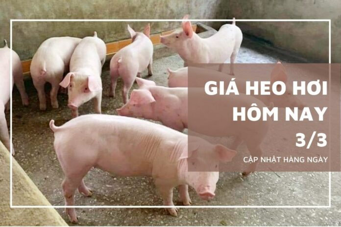 Giá Heo Hơi Hôm nay 3/3/2026: Biến Động Khó Lường