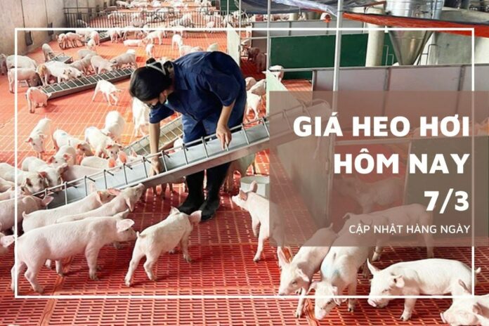 Giá Heo Hơi Ngày 7/3/2026: Biến Động và Dự Báo