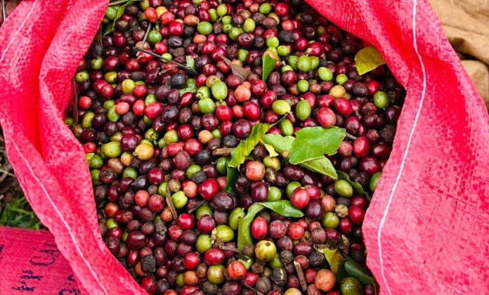 Giá Cà Phê Hôm Nay 5/3/2026: Biến Động Thú Vị và Dự Báo Tương Lai