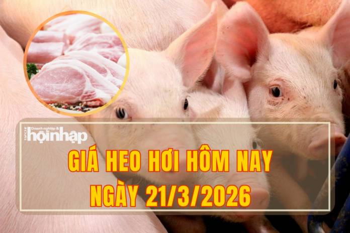 Giá Heo Hơi Hôm Nay 21/3/2026: Biến Động Từng Vùng, Ai Lợi Ai Thiệt?