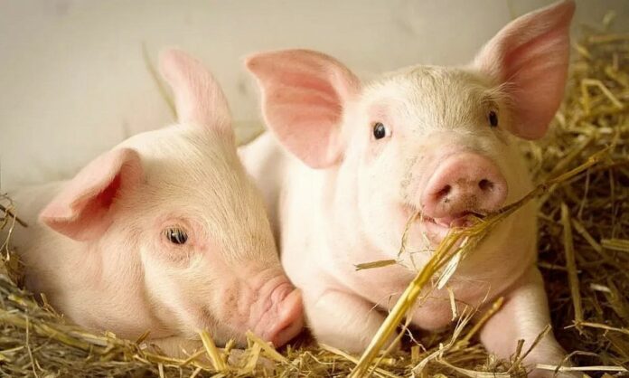 Giá Heo Hơi Hôm Nay 14/3/2026: Biến Động Khó Lường, Cập Nhật Liên Tục