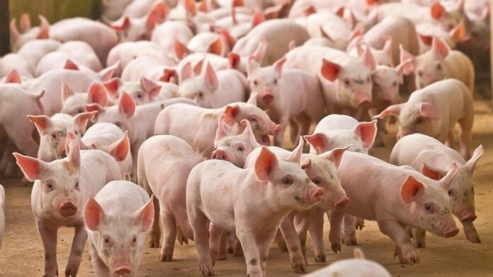Giá Heo Hơi Hôm Nay 19/3/2026: Biến Động Từng Ngày, Từng Giờ