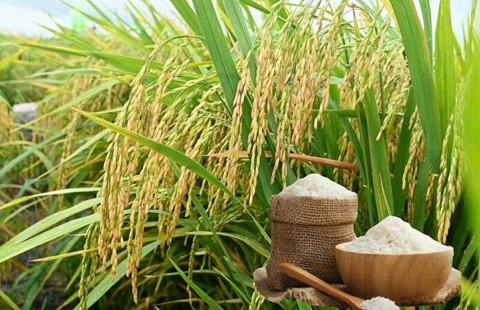 Giá lúa gạo hôm nay (23/3/2026): Thị trường Đồng bằng sông Cửu Long ổn định