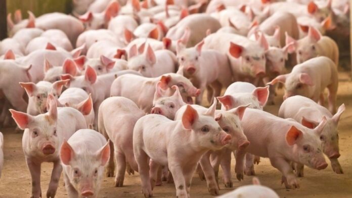 Giá heo hơi hôm nay 26/3/2026: Thị trường ổn định, miền Nam dẫn đầu xu hướng