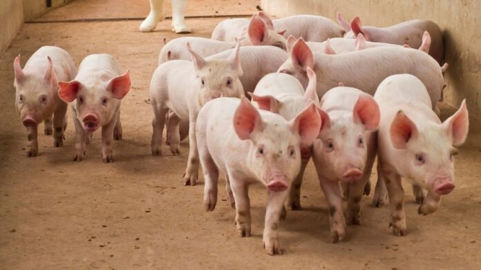 Giá heo hơi hôm nay 28/3/2026: Cập nhật biến động và xu hướng toàn diện