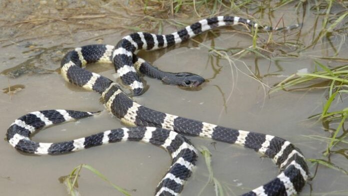 Rắn Cạp Nia Cắn: Hiểm Họa Tưởng Chừng Nhỏ Bé Nhưng Cực Kỳ Nguy Hiểm