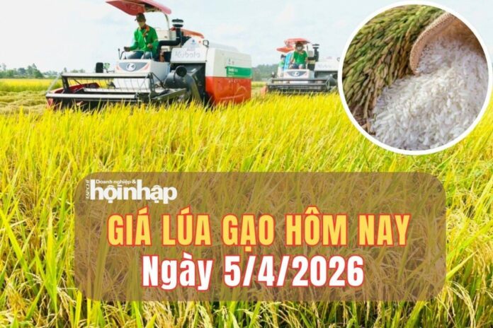 Giá Lúa Gạo Hôm Nay 5/4/2026: Biến Động Thế Giới Và Tác Động Đến Nông Dân Việt