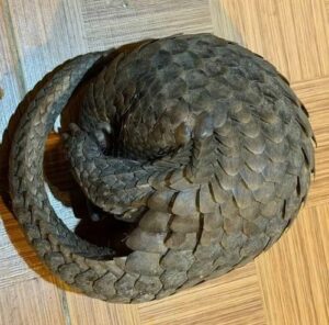 Phát hiện tê tê tại quán nhậu: Hành động đẹp và ý nghĩa bảo tồn