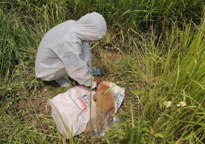 Dịch Dại Bùng Phát: Hành Động Khẩn Cấp Tại Quảng Ngãi