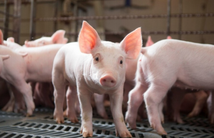 Giá Heo Hơi 3/4/2026: Biến Động Thế Nào Hôm Nay?