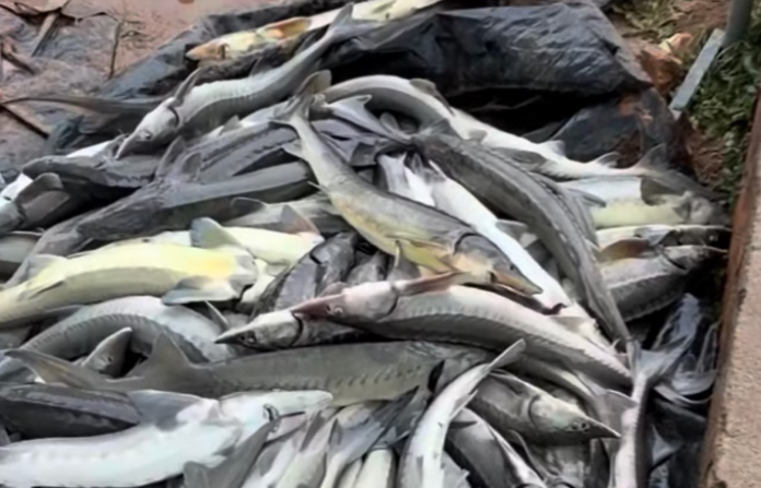 Cơn Mưa Định Mệnh: Bi kịch Trang Trại Cá Tầm Hơn 30 Tấn Cá Chết