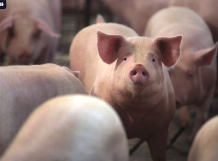 Giá heo hơi hôm nay 20/4/2026: Biến động nhẹ miền Trung, ổn định hai miền còn lại