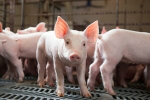 Giá Heo Hơi (25/4/2026) Tăng Nhẹ, Dịch Tả Heo Tái Xuất