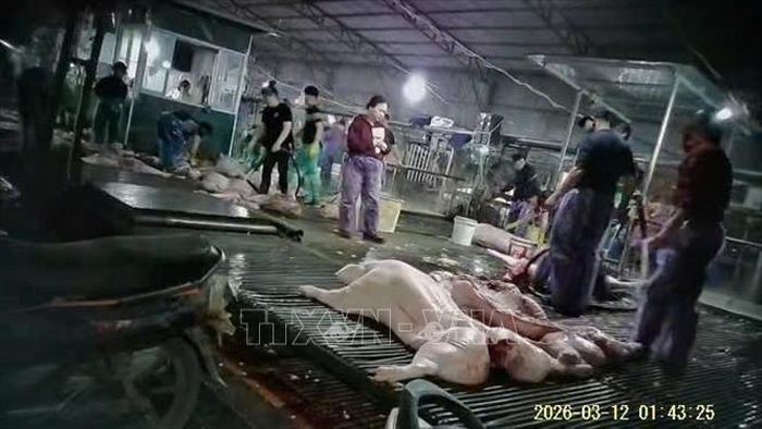 Thịt lợn nhiễm bệnh bị phát hiện tại lò mổ của các đối tượng trong vụ vi phạm quy định về an toàn thực phẩm; lạm dụng chức vụ, quyền hạn chiếm đoạt tài sản; giả mạo trong công tác xảy ra tại Hà Nội và các địa phương. Vụ án này liên quan đến việc giết mổ, tiêu thụ gần 300 tấn lợn nhiễm dịch tả lợn châu Phi. Ảnh: TTXVN phát