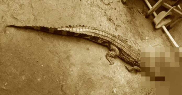 Cá sấu xuất hiện ở Tây Ninh: Lời cảnh báo khẩn từ chính quyền