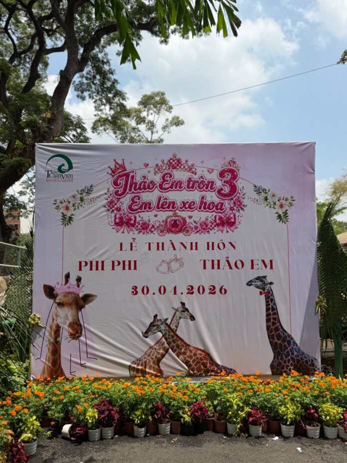 Thảo Cầm Viên: Lễ Thành Hôn Độc Đáo Của Đôi Hươu Cao Cổ