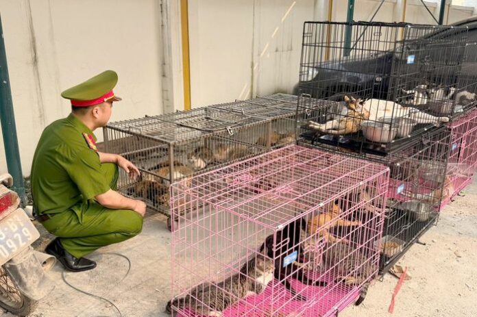 Hé Lộ: Băng Nhóm Trộm Mèo 