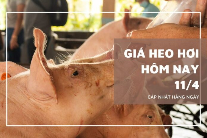 Giá Heo Hơi Hôm Nay 11/4/2026: Biến Động Khó Lường, Nông Dân Lo Lắng