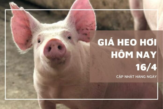 Giá Heo Hơi Ngày 16/4/2026: Miền Nam Tăng Nhẹ, Miền Bắc & Trung Ổn Định