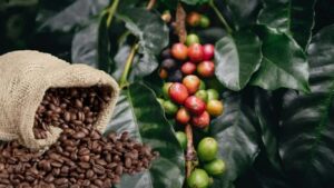 Giá nông sản ngày 19/4: Giá cà phê lao dốc, tiêu neo cao khó lường
