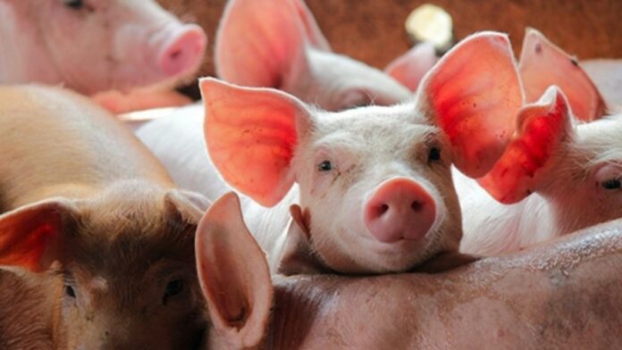 Giá Heo Hơi Hôm Nay 1/4/2026: Biến Động Bất Ngờ và Dự Báo Xu Hướng