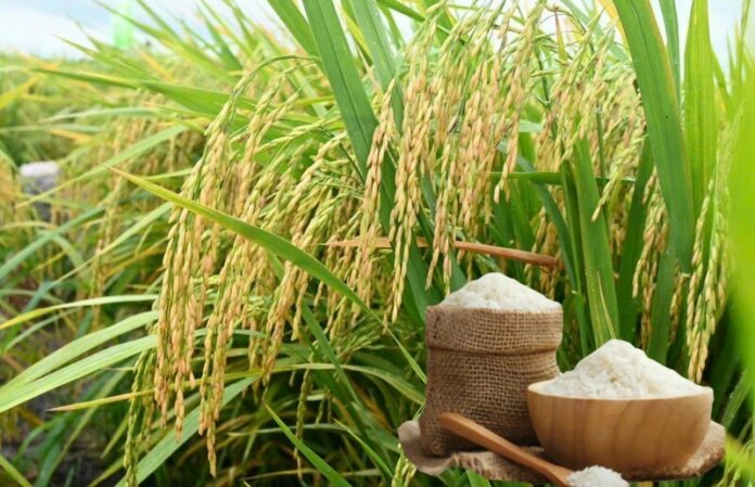 Giá Lúa Gạo Ngày 16/4/2026: Thị Trường Ổn Định, Hướng Tới Tín Hiệu Tích Cực