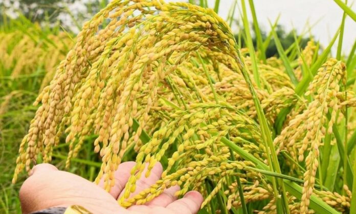 Giá lúa gạo hôm nay 25/4/2026: Biến động và xu hướng thị trường