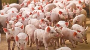 Giá heo hơi 29/4/2026