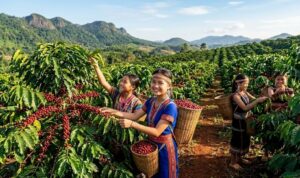 Giá Cà Phê Hôm Nay 27.04.2026: Dấu Hiệu Chững Lại, Chờ Đợi Tín Hiệu Mới