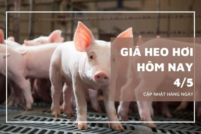 Giá heo hơi hôm nay 4/5/2026: Biến động bất ngờ tại miền Nam